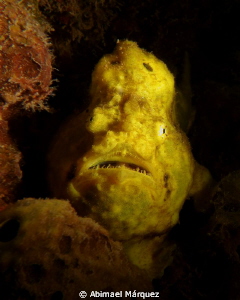 Frogfish, snoot test. by Abimael Márquez 